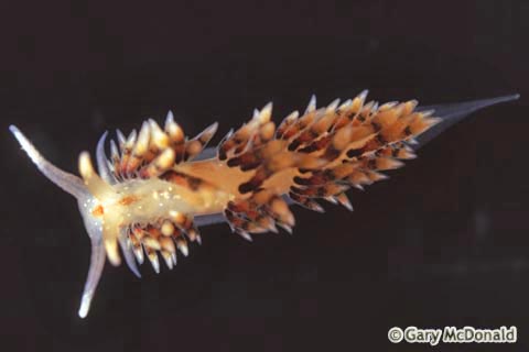 Emarcusia_morroensis_slide 001.jpg